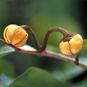 Zig-Zag Vine (Uvaria Leichhardtii)