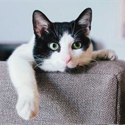 Elurophobia - Fear of Cats