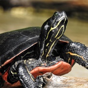 Northern Red-Bellied Turtle