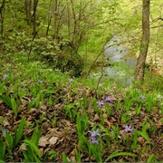Davis Memorial State Nature Preserve
