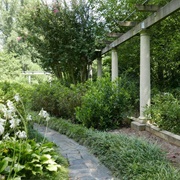 Cator Woolford Gardens