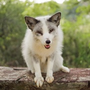 The JAB Canid Education and Conservation Center