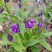 Russian Comfrey (Symphytum × Uplandicum)