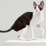 Touch a Cornish Rex