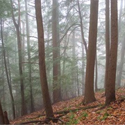 Clear Fork Gorge State Nature Preserve