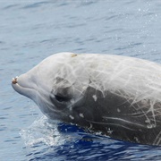 Cuvier's Beaked Whale