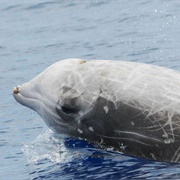 Cuvier&#39;s Beaked Whale