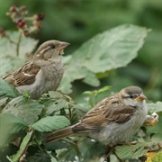 An Ubiquity of Sparrows