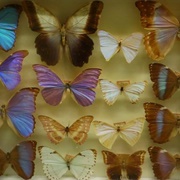 University of Massachusetts Entomology Collection