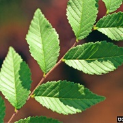 Siberian Elm Tree Leaves