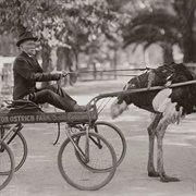 Cawston Ostrich Farm