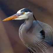 Heron