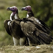 Lappet Faced Vulture