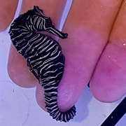 Zebra Seahorse