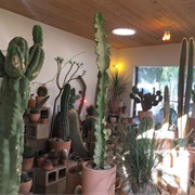 Cactus Store (Permanently Closed)