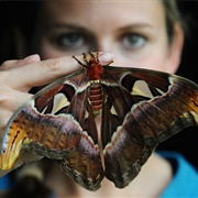 Atlas Moth