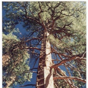 Kaibab Lookout Trees