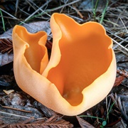 Orange Peel Fungus (Aleuria Aurantia)