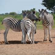 Jwana Game Park, Botswana