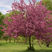 Crabapple Tree