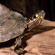 Ouachita Map Turtle