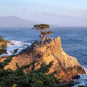 Lone Cypress