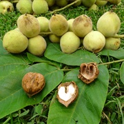Walnuts