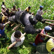 Gorilla in the Congo (2007)
