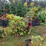 Raëlian UFO Peace Park