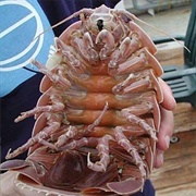 See a Wild Giant Isopod