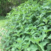 Nettle Leaves