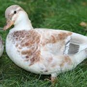 Butterscotch Call Duck