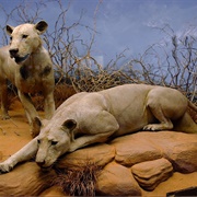 Tsavo Man Eaters