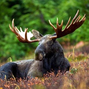 European Elk