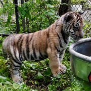 Exotic Feline Rescue Center