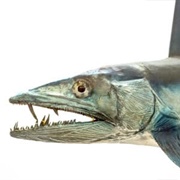 Lancetfish