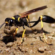 Mud Dauber Wasp