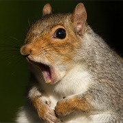 Squirrel
