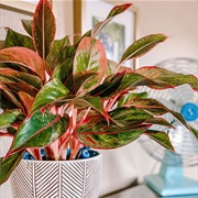 Red Aglaonema