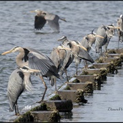 A Siege of Herons