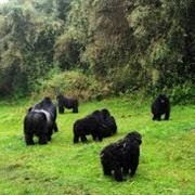 Bwindi Impenetrable National Park