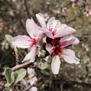 Silver Almond (Prunus Argentea)