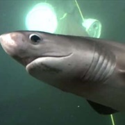 Bluntnosed Six Gilled Shark