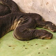 Elephant Trunk Snake