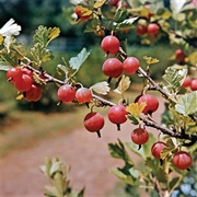 Gooseberries
