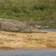 Mugger Crocodile