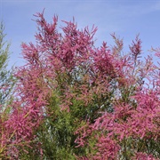 Tamarisk (Quran Verse 1)
