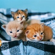 Raise Litter of Kittens