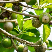 Green Sapote (Pouteria Viridis)