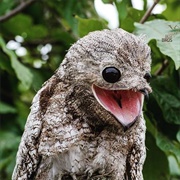 Potoo